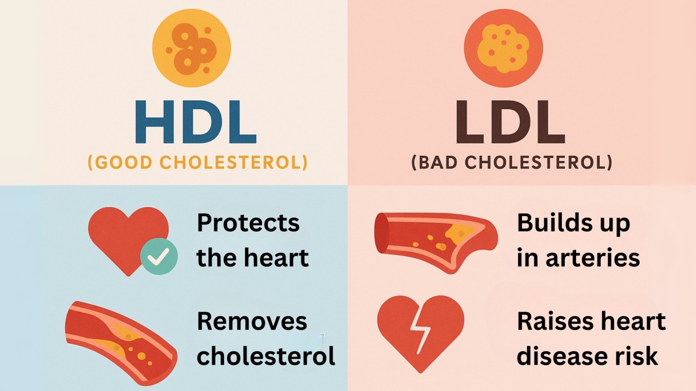 Types of Cholesterol: HDL and LDL